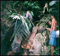 macassar ebony harvest