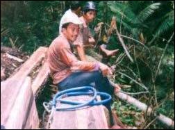 macassar ebony jungle workers